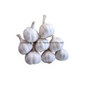 Normal White Garlic